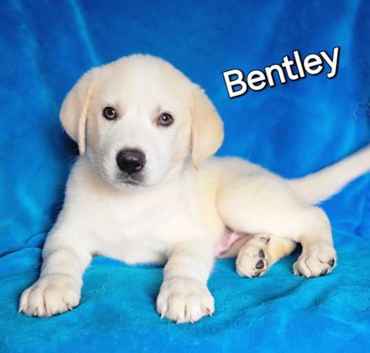 Photo of Bentley