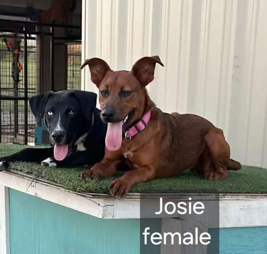 Photo of Josie