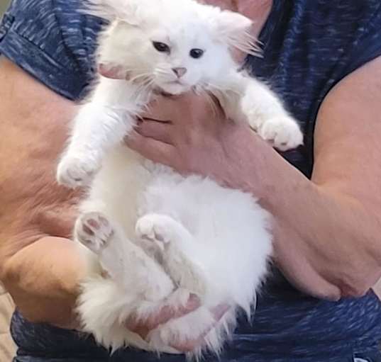 Photo of Cotton - beautiful white Maine Coon mix