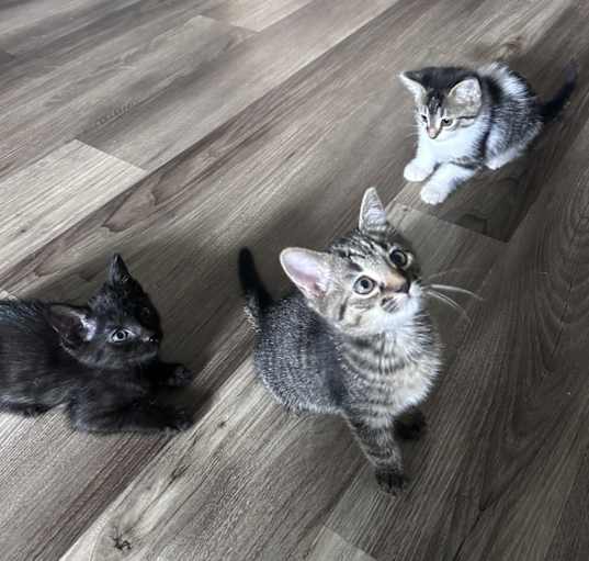 Photo of Free Kitties