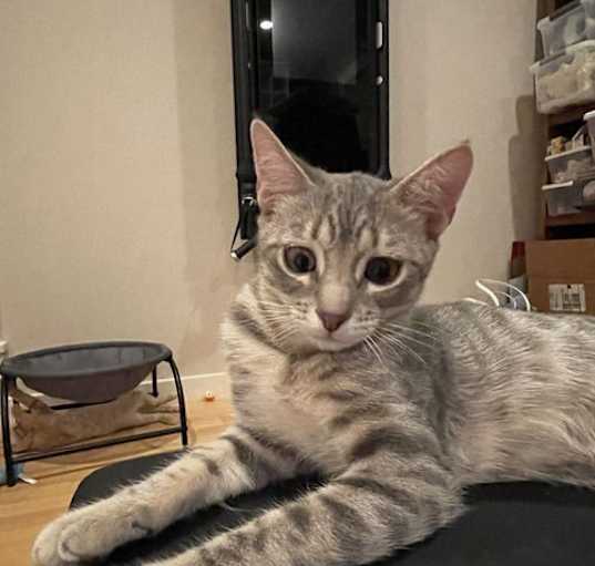Photo of Ciao and Miau