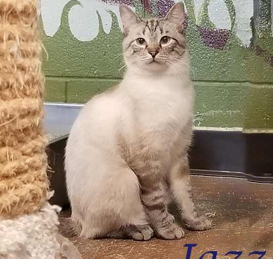 Photo of Jazz (C24-130)