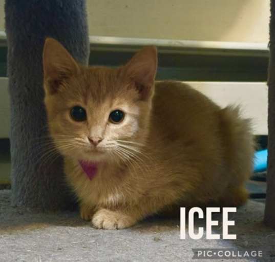 Photo of Icee