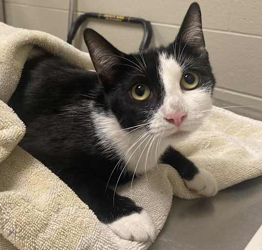 Photo of Panda- Visit me at the Elkhart PetSmart!