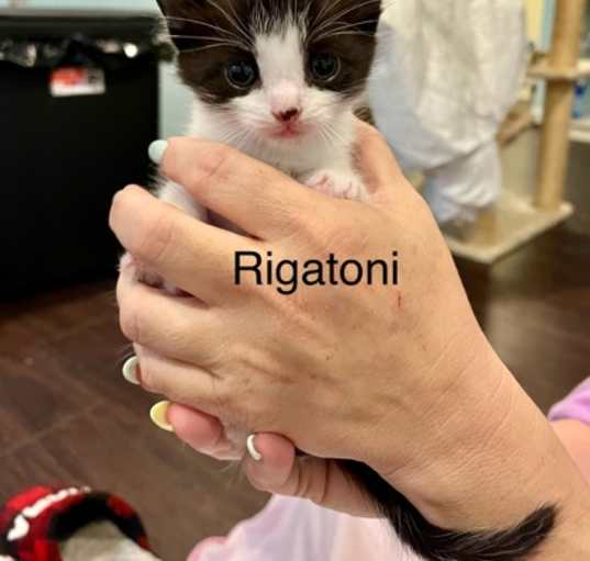 Photo of Rigatoni (Italian Food Litter)