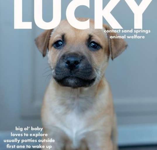 Photo of Lucky