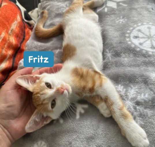 Photo of Fritz