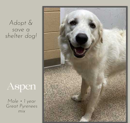 Photo of Aspen