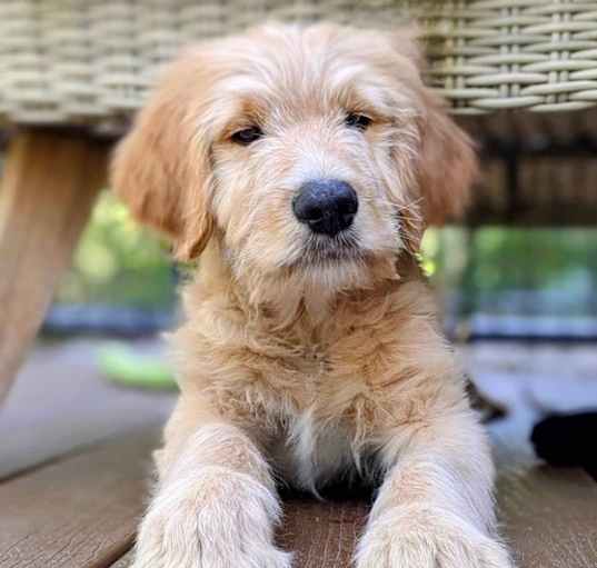 Photo of Honey - Goldendoodle puppy