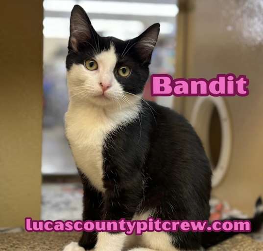 Photo of Bandit