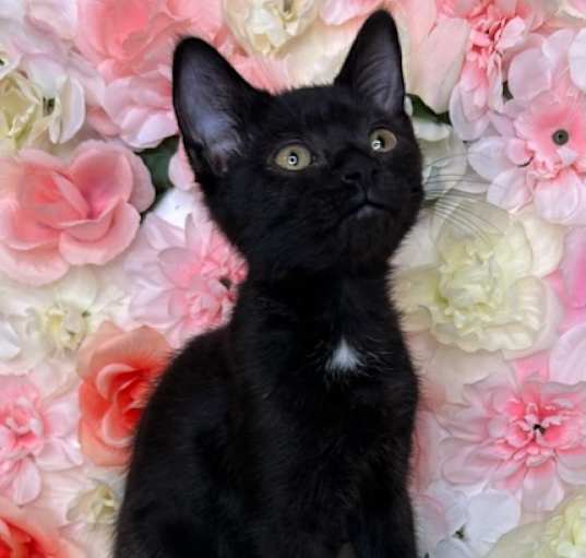 Photo of Bagheera