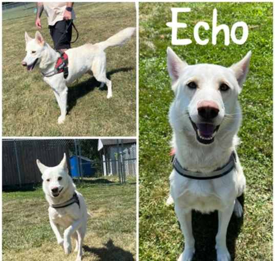 Photo of Echo