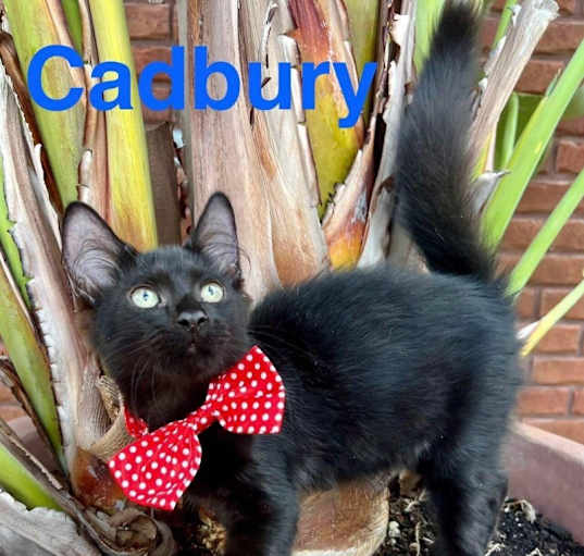 Photo of Cadbury