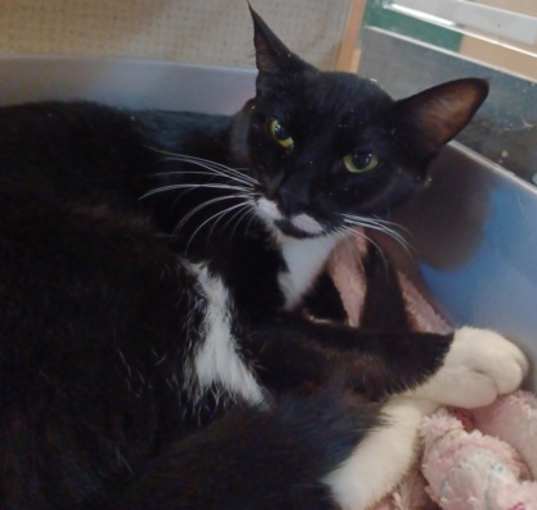 Photo of Tuxley - AVAILABLE