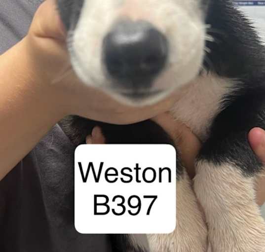 Photo of Weston B397