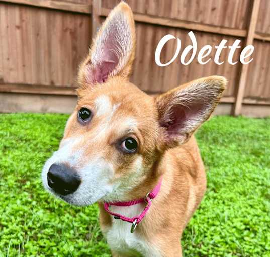 Photo of Odette