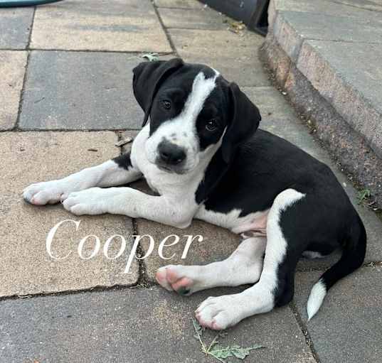 Photo of Cooper