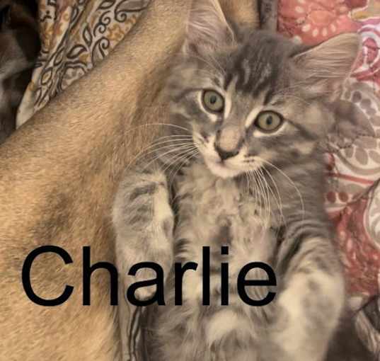 Photo of Charlie