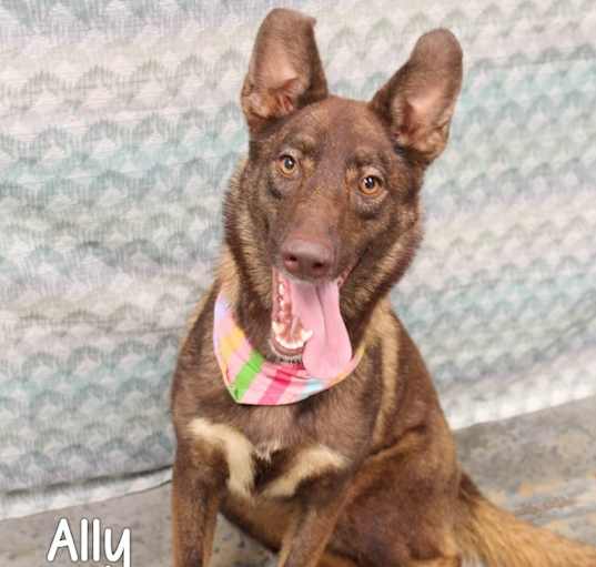 Photo of Ally