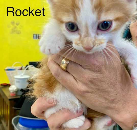 Photo of Rocket