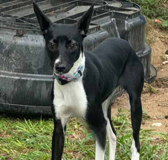 Photo of Stray 'Pippi'/W Miss Maggie Drive/Avail 9/11