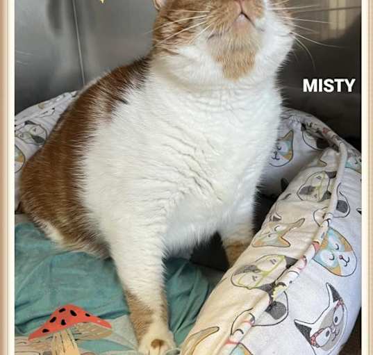 Photo of Mitsy (fta)