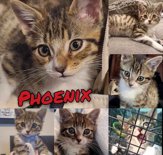 Photo of Phoenix