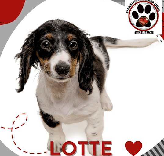 Photo of LOTTE