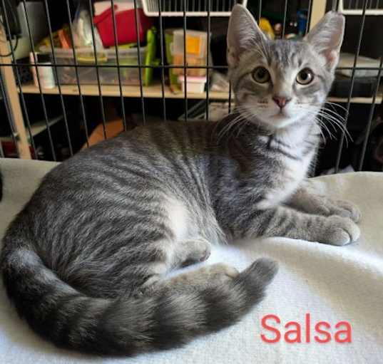 Photo of Salsa