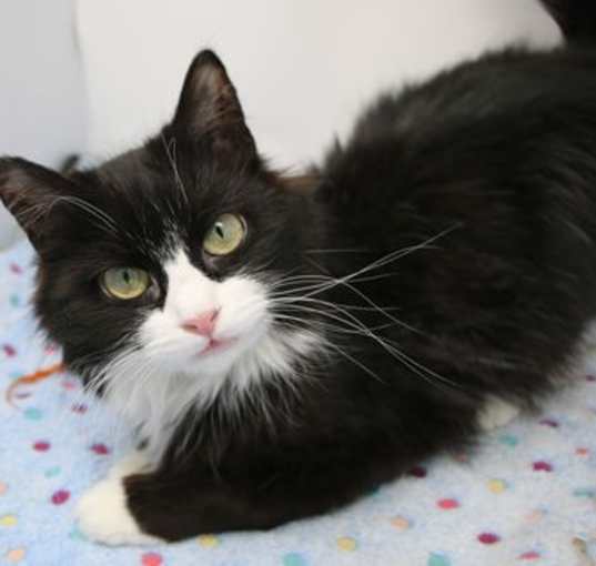 Photo of Suni
