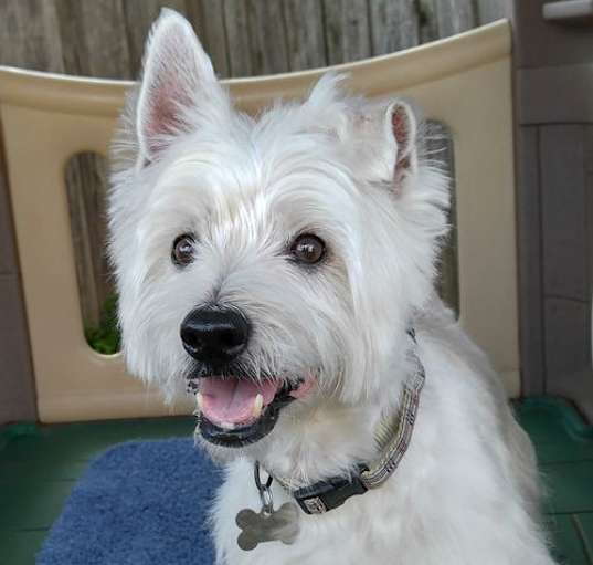 Photo of Max - Rest in Peace