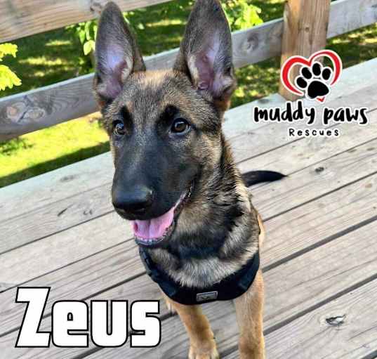 Photo of Zeus