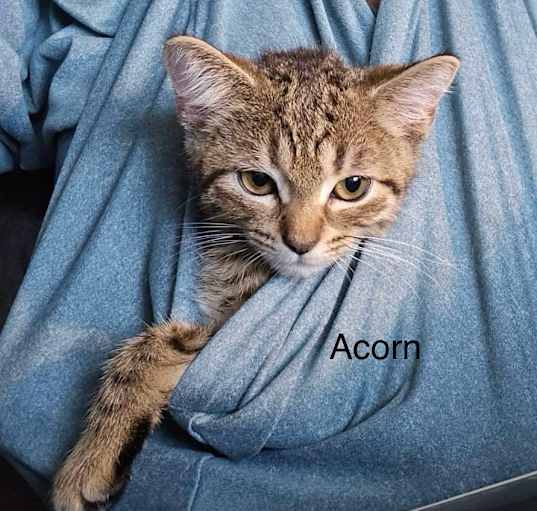 Photo of Acorn