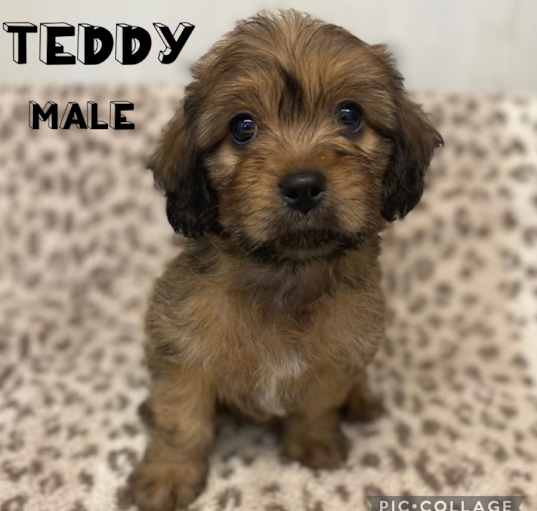 Photo of Teddy Adoption Pending