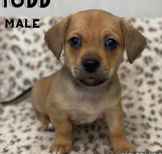 Photo of Todd Adoption Pending