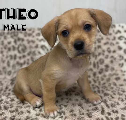 Photo of Theo Adoption Pending