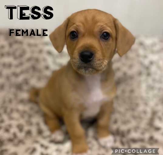 Photo of Tess Adoption Pending