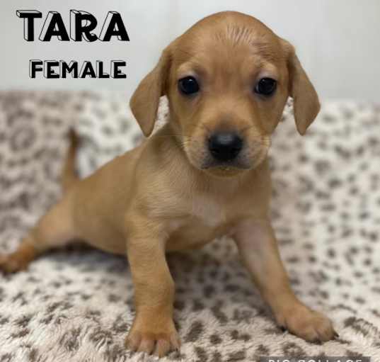 Photo of Tara Adoption Pending