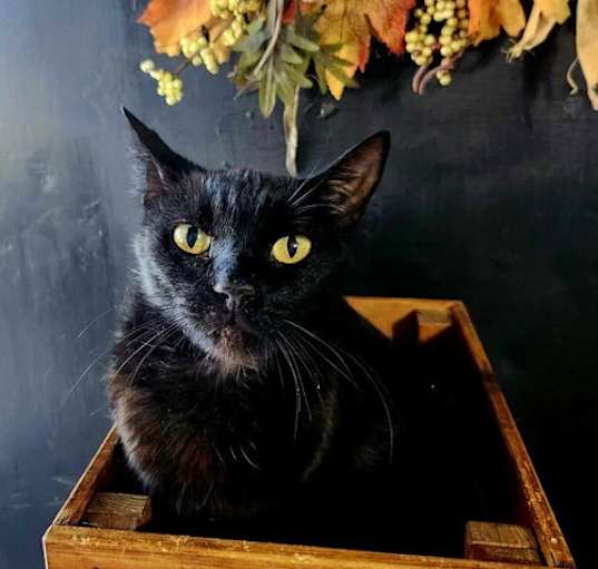 Photo of Ebony