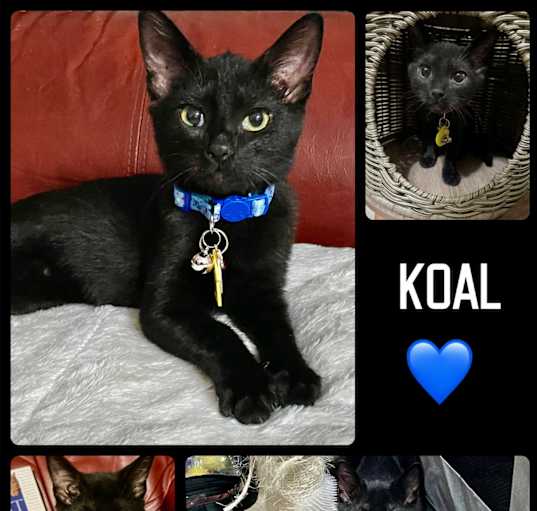 Photo of Koal