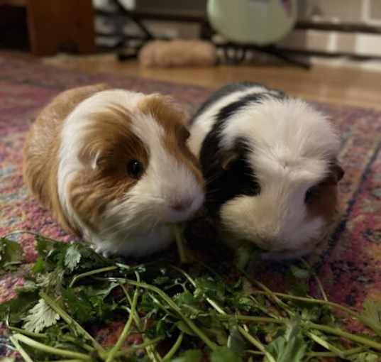 Photo of Sunny (Guinea Pig)