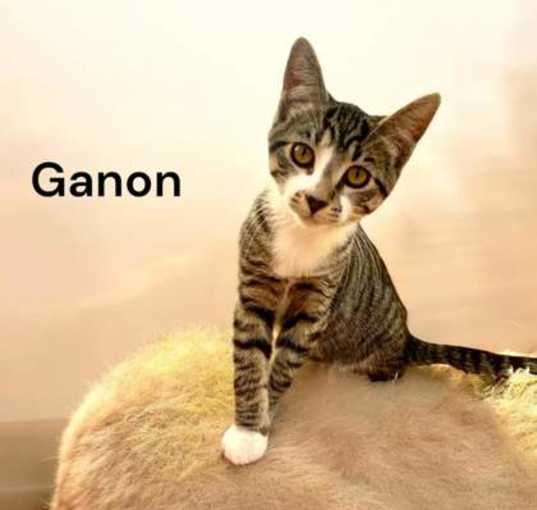 Photo of Ganon