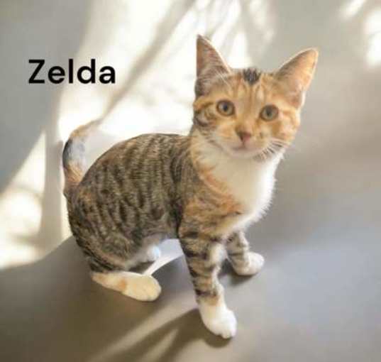 Photo of Zelda