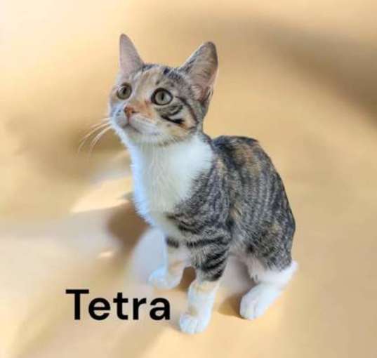 Photo of Tetra