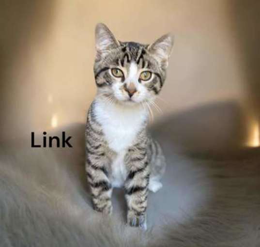 Photo of Link