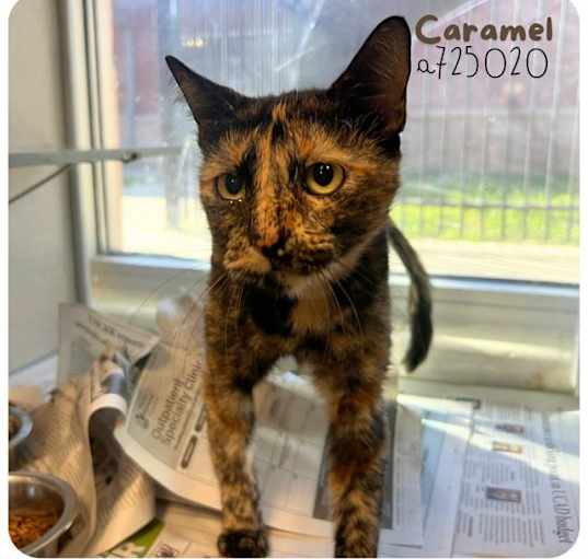 Photo of CARAMEL