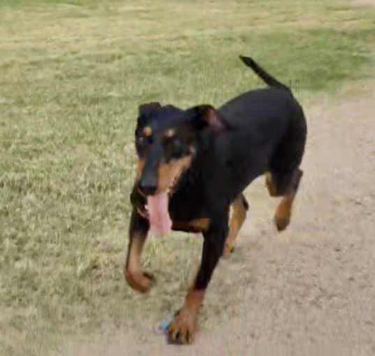 Photo of Roscoe