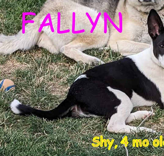 Photo of FALLYN