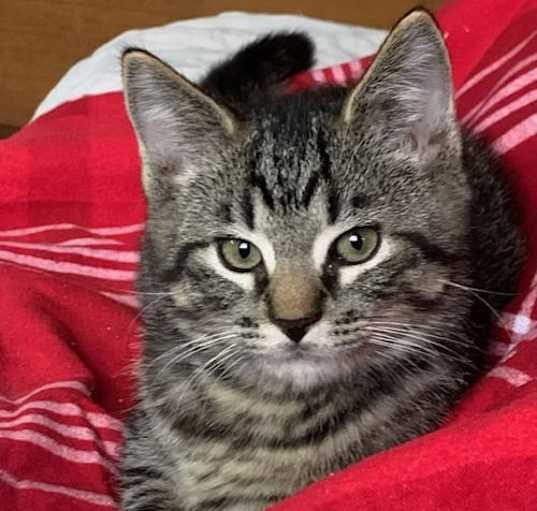 Photo of PEEPER-KITTEN