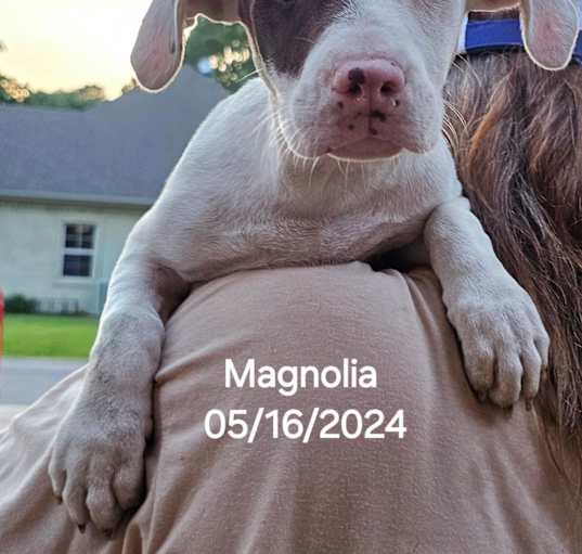 Photo of Magnolia